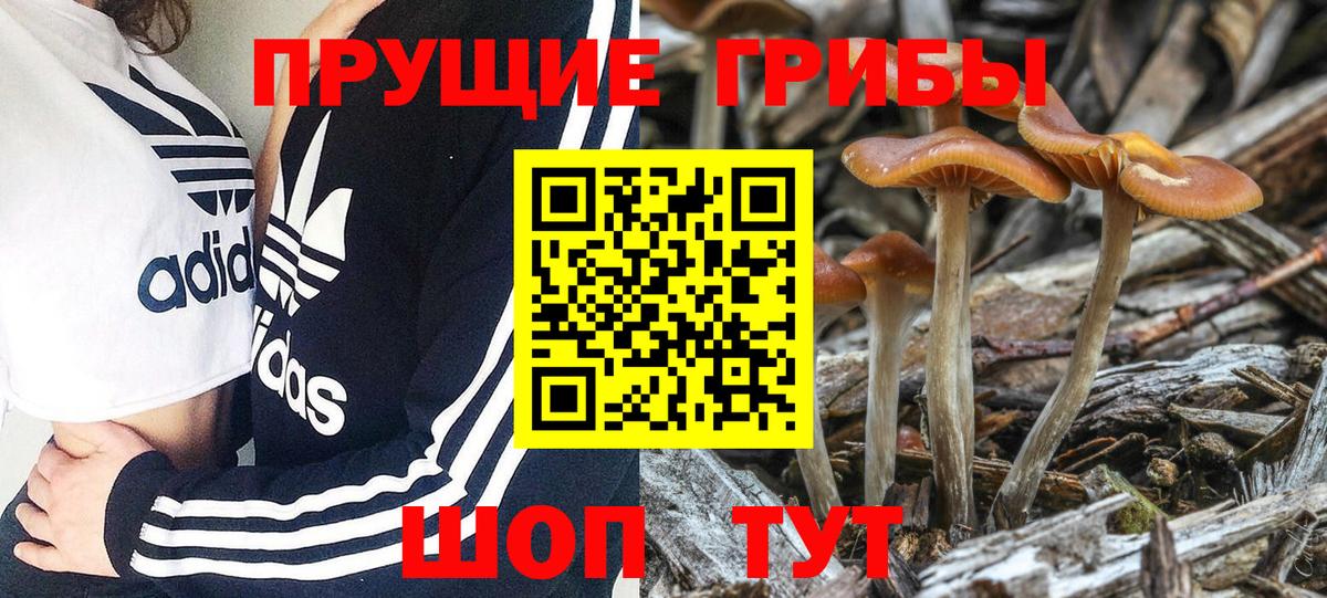 Галлюциногенные грибы Cubensis Кисловодск